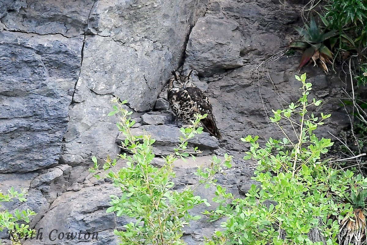 Cape Eagle-Owl (Northern) - ML612834998