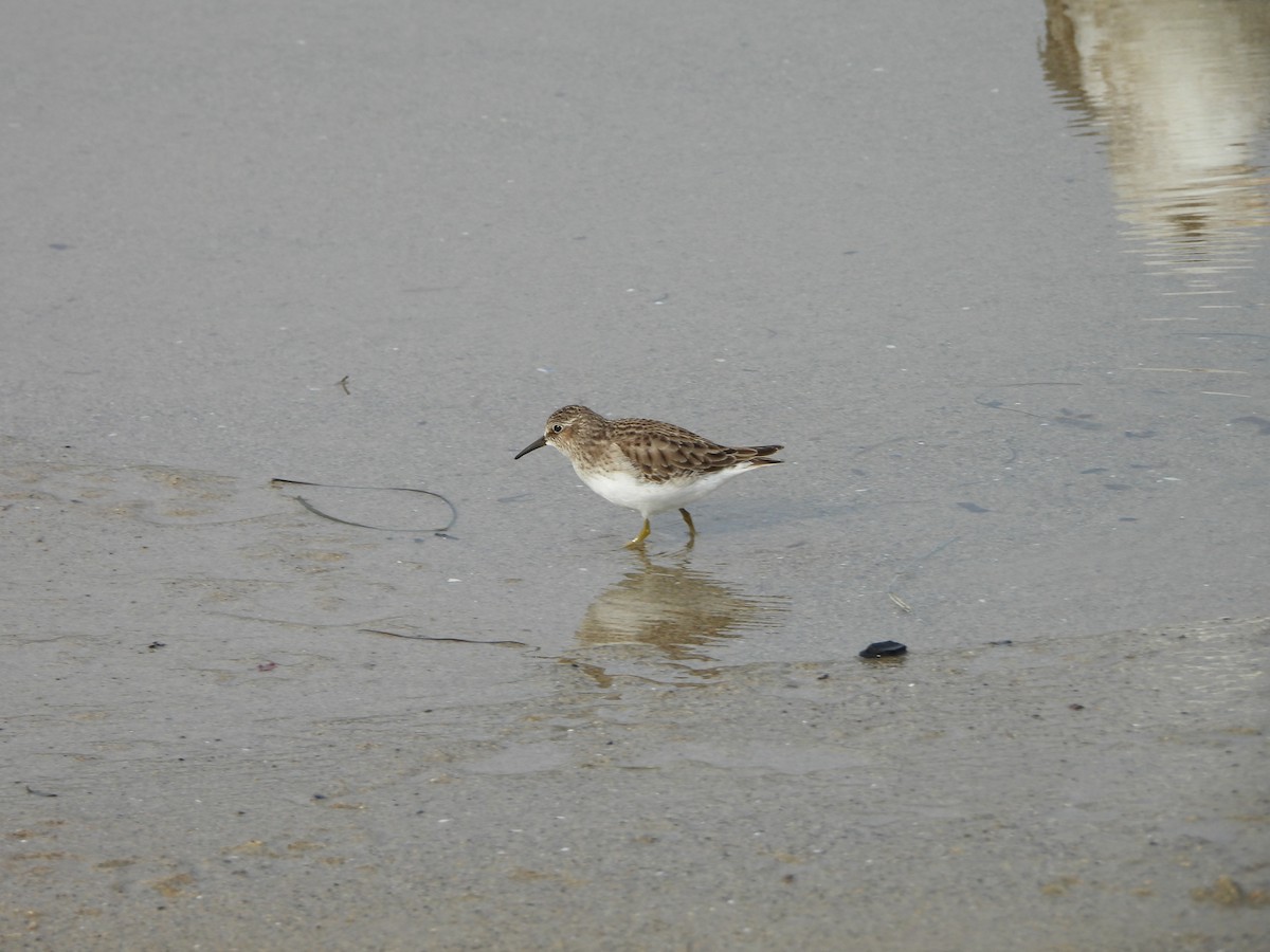 Least Sandpiper - ML612834999