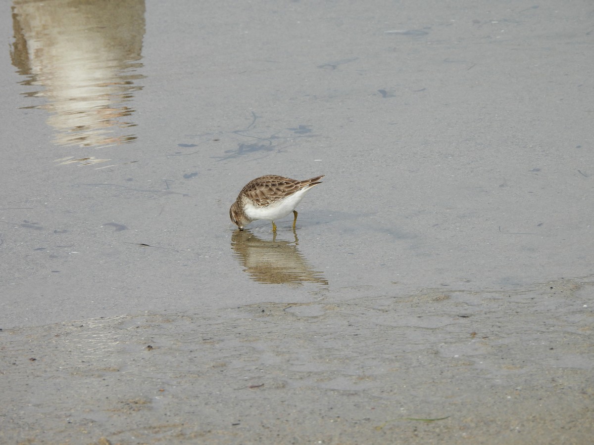 Least Sandpiper - ML612835000