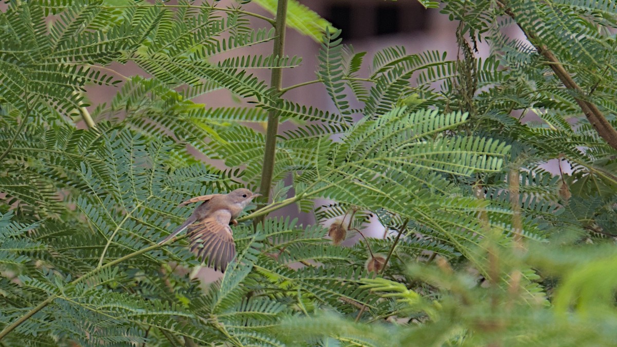 Spectacled Warbler - ML612835028