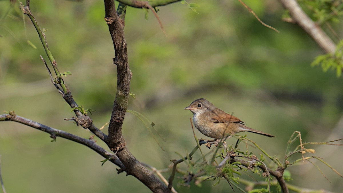 Spectacled Warbler - ML612835029