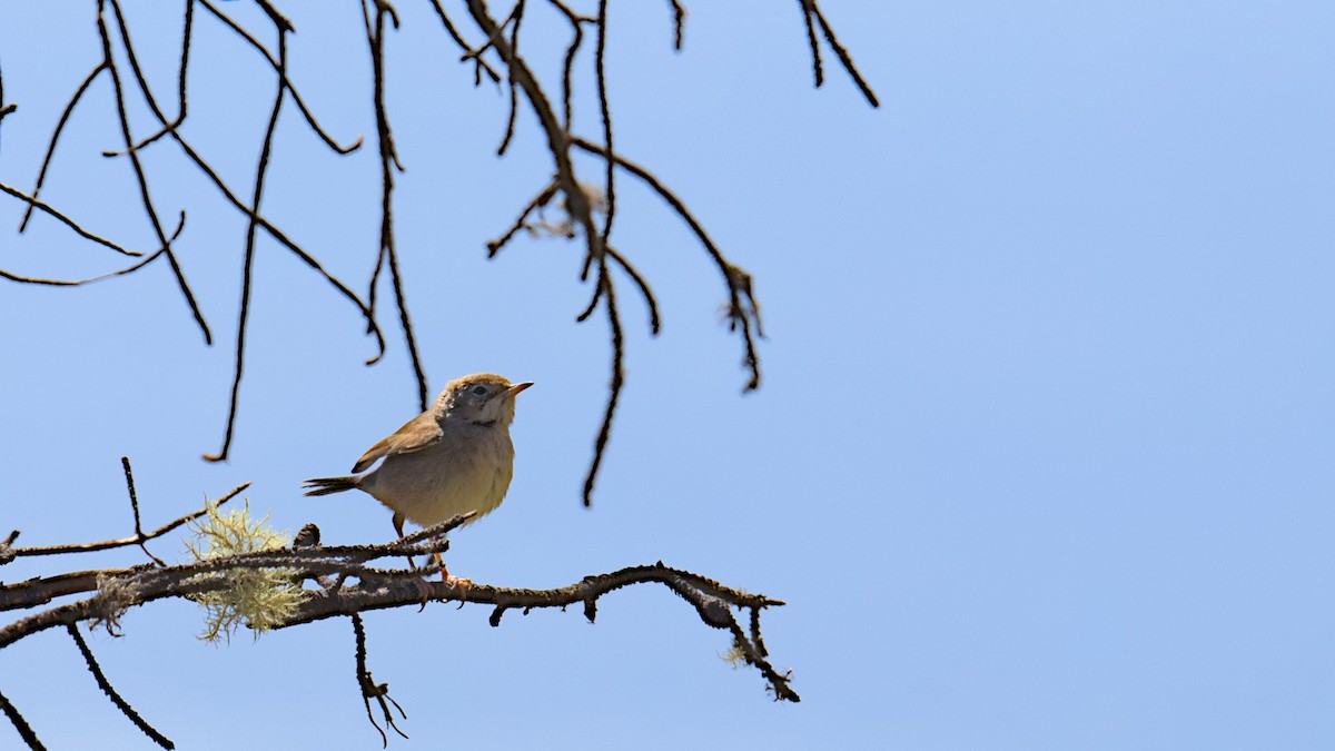 Spectacled Warbler - ML612835071