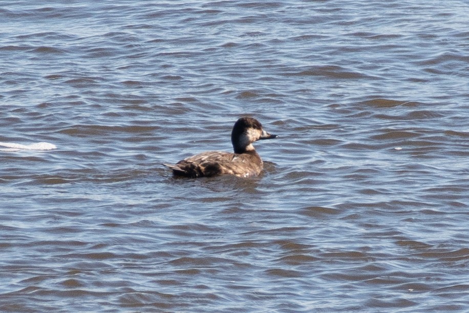 Black Scoter - ML612835076
