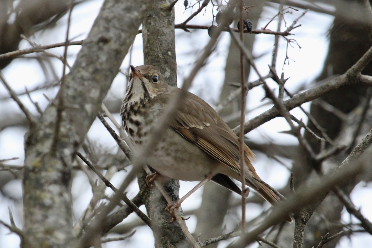 Hermit Thrush - ML612835088