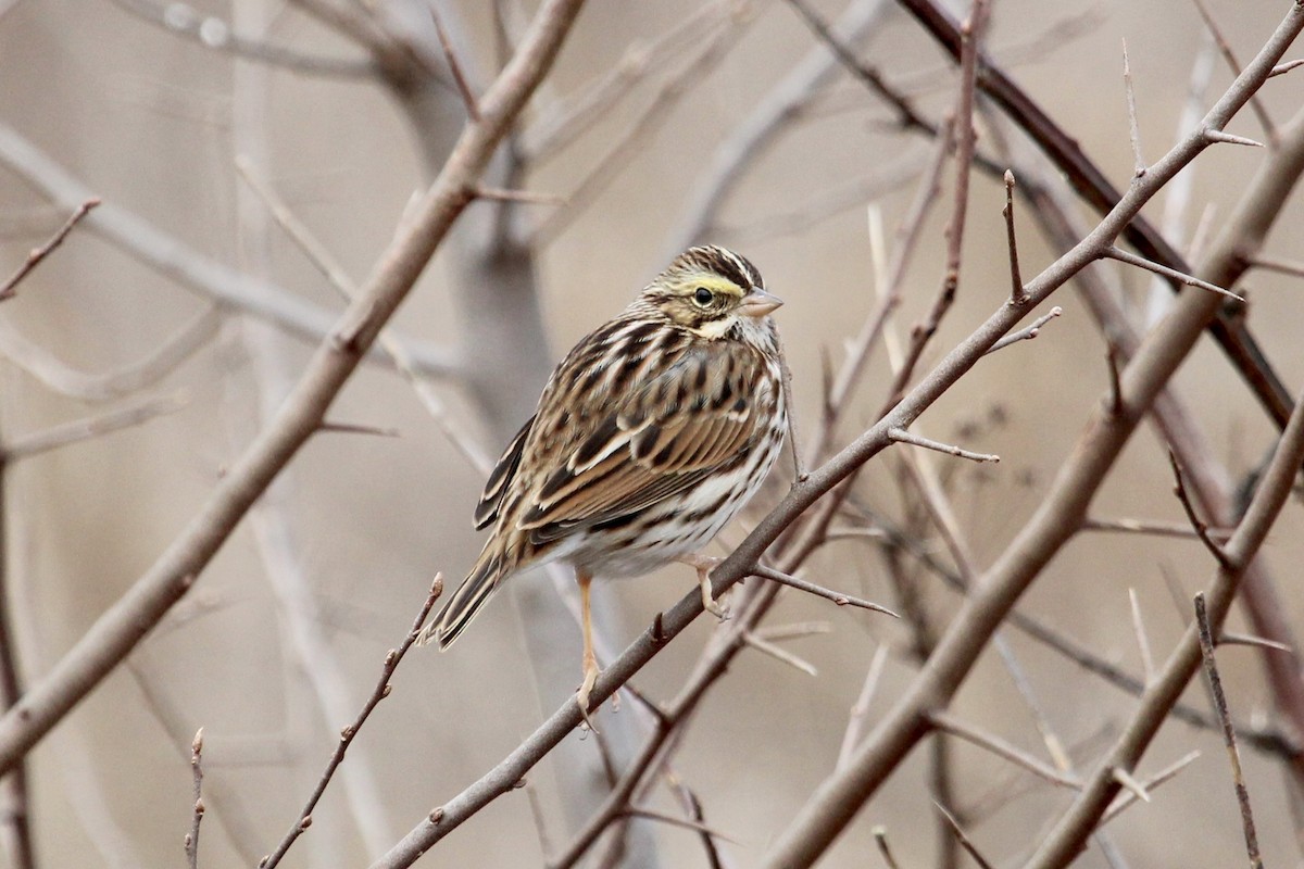 Savannah Sparrow - Matt Leavitt