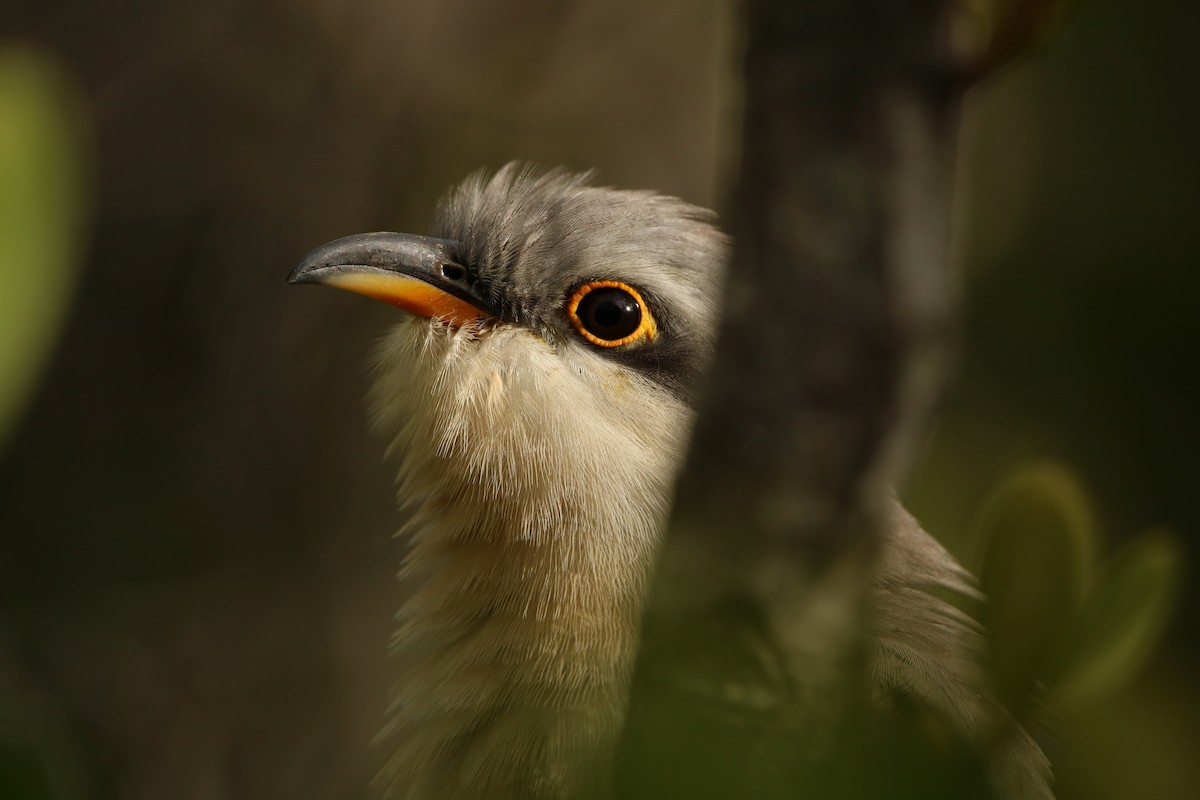 Mangrove Cuckoo - ML612835107