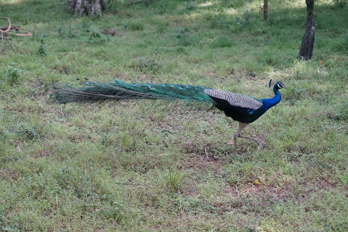 Indian Peafowl - ML612835211