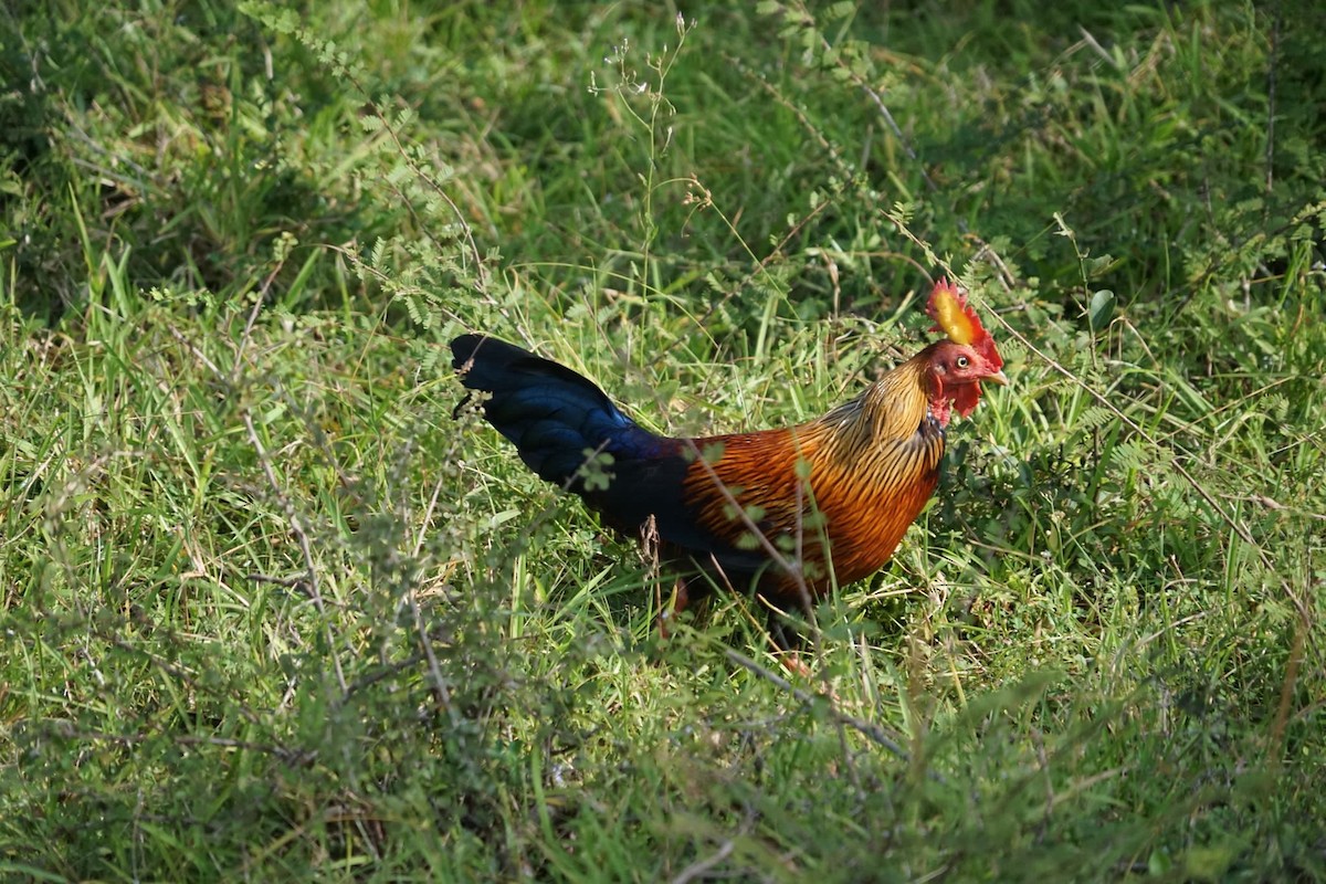 Sri Lanka Junglefowl - ML612835261