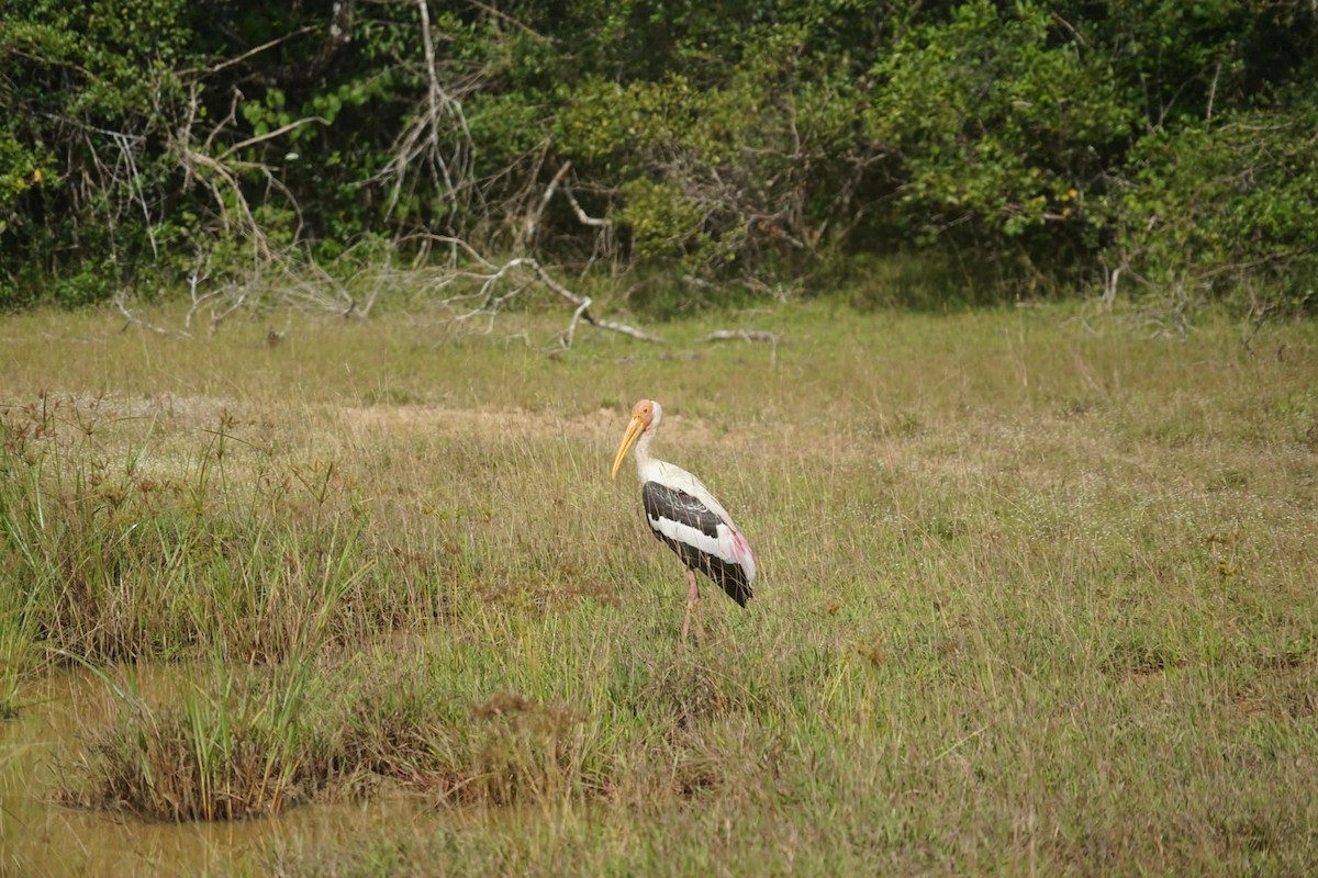 Painted Stork - ML612835272