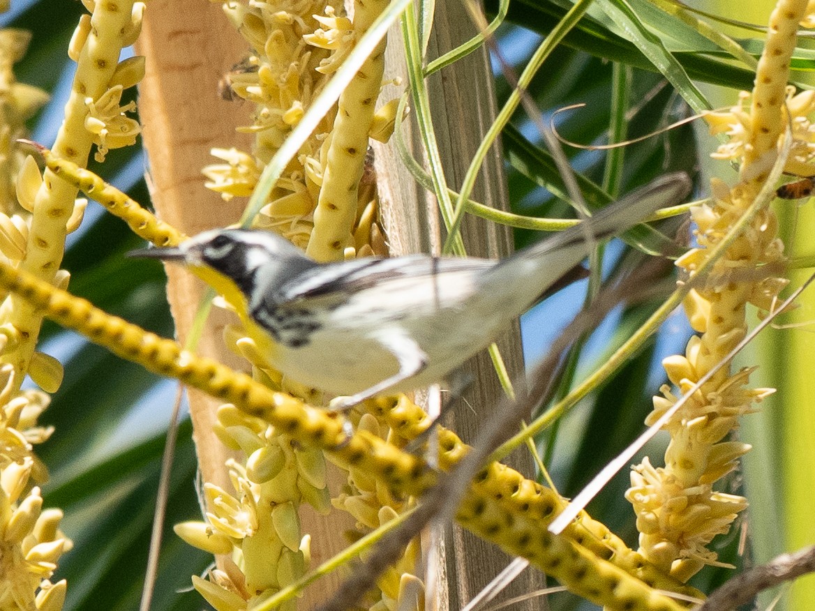 Yellow-throated Warbler - ML612835281