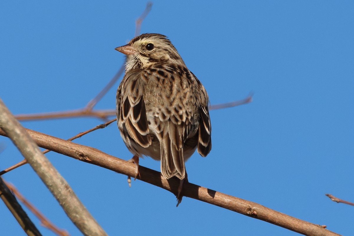 Savannah Sparrow - ML612835287