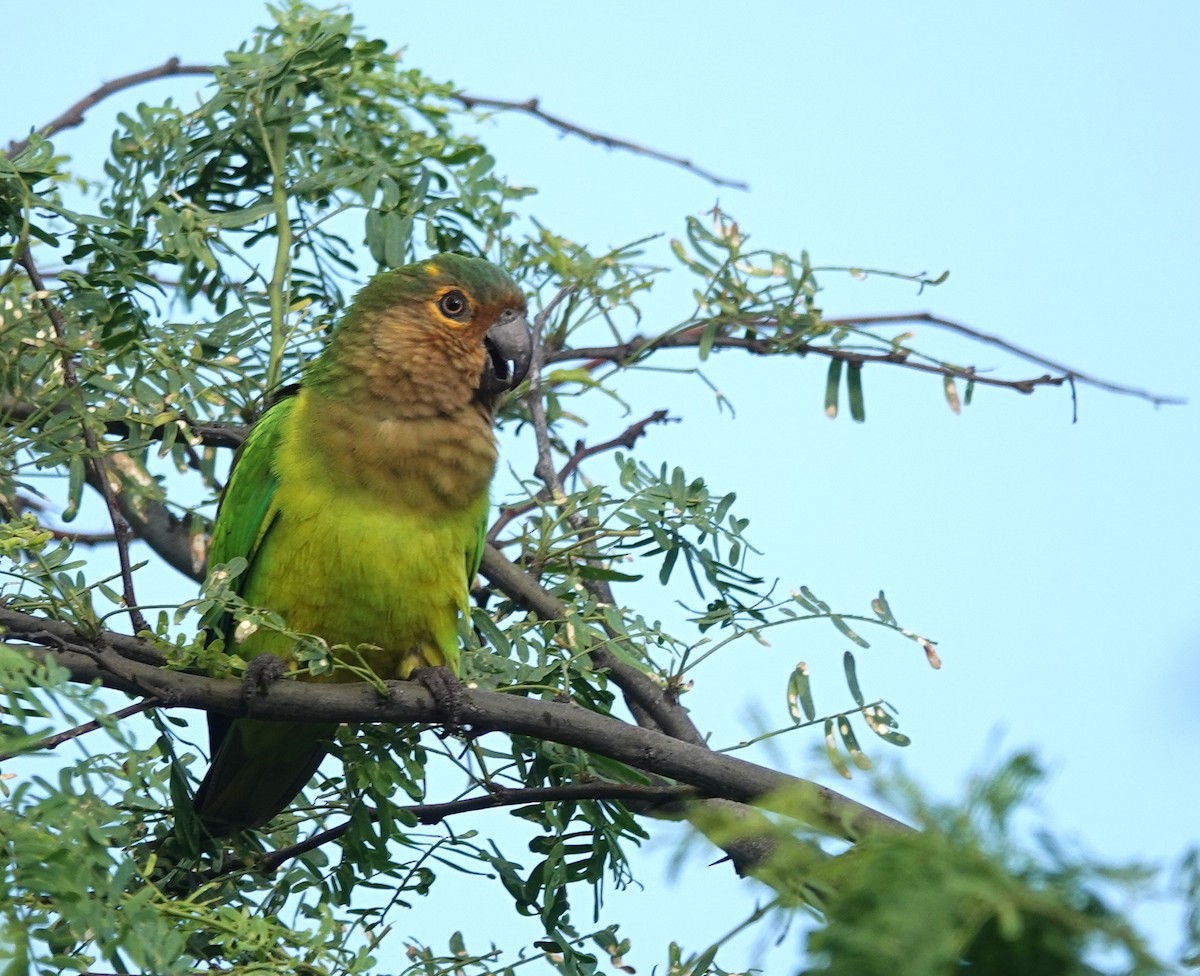 Aratinga Pertinaz - ML612835337