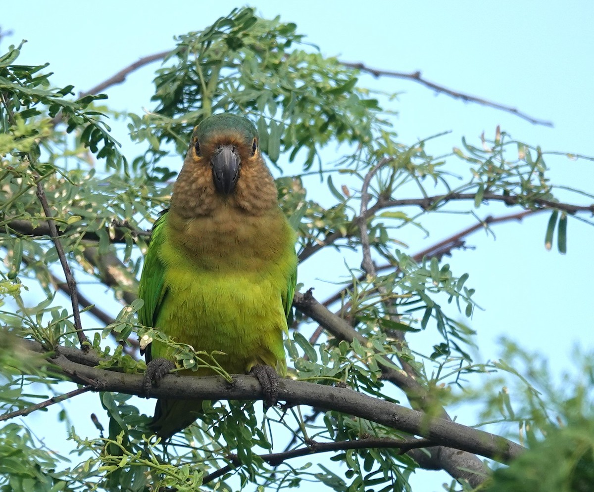 Brown-throated Parakeet - Diane Stinson