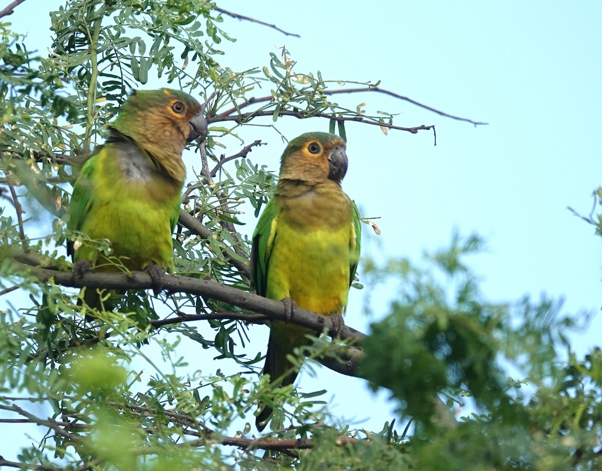 Aratinga Pertinaz - ML612835347