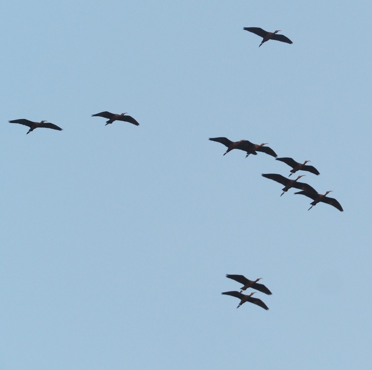 ibis hnědý - ML612835416