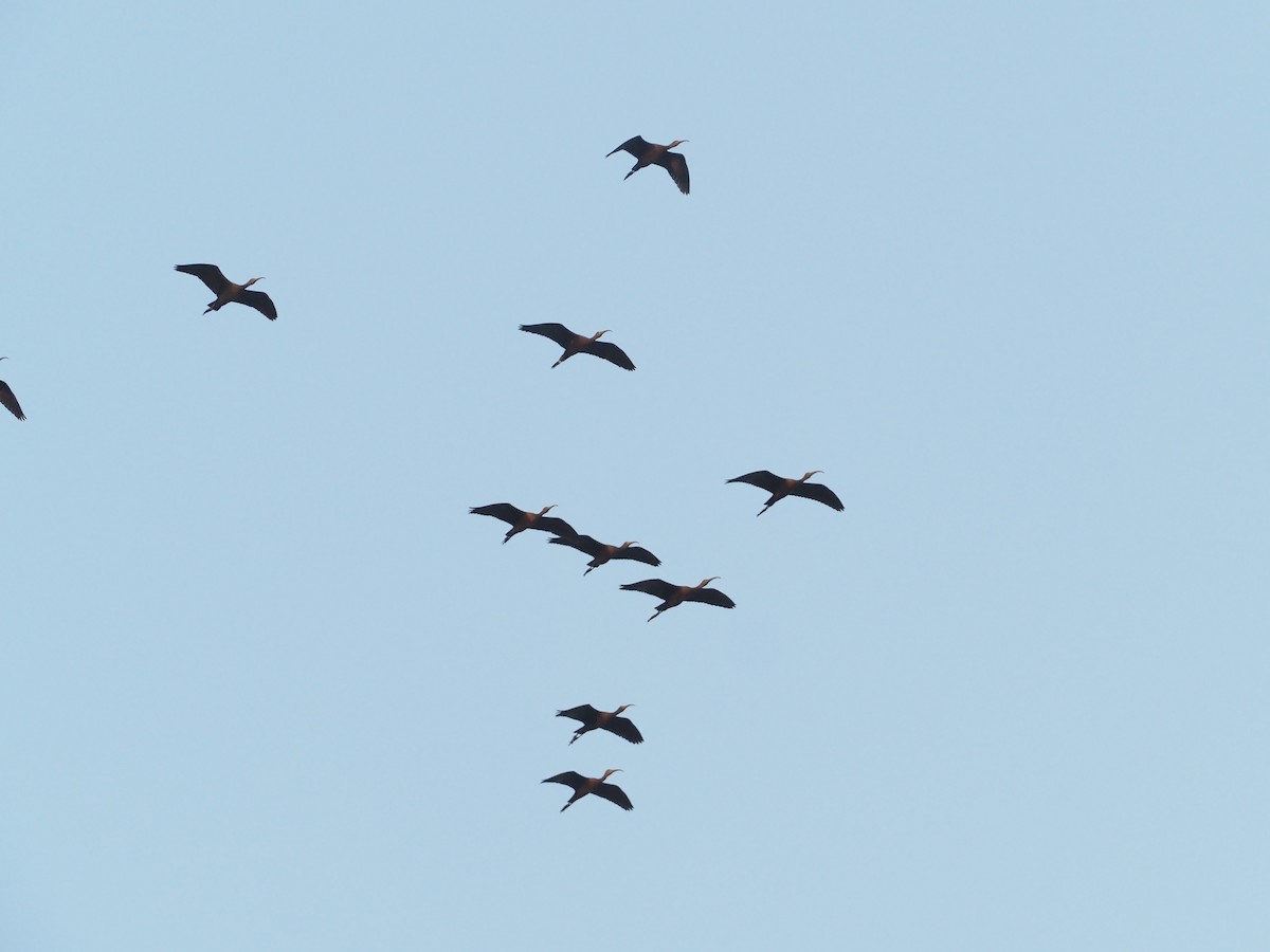 ibis hnědý - ML612835425