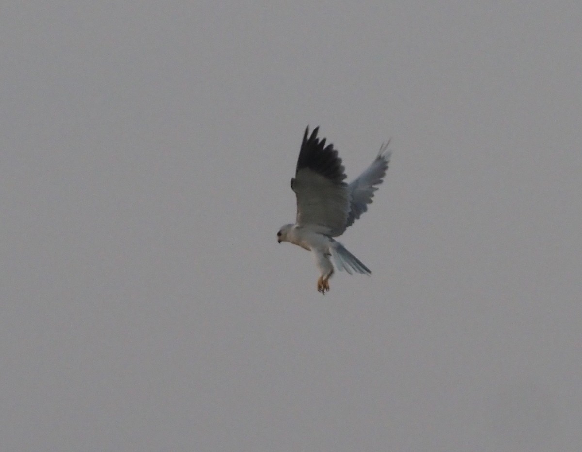 Black-winged Kite - ML612835482