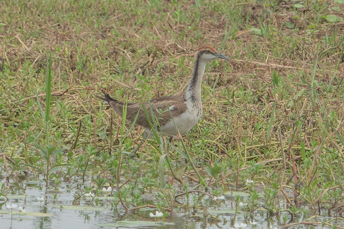 Pheasant-tailed Jacana - ML612835509