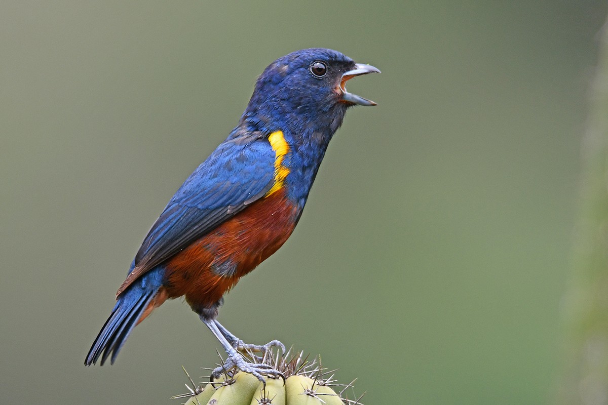 Chestnut-bellied Euphonia - Guido Bennen