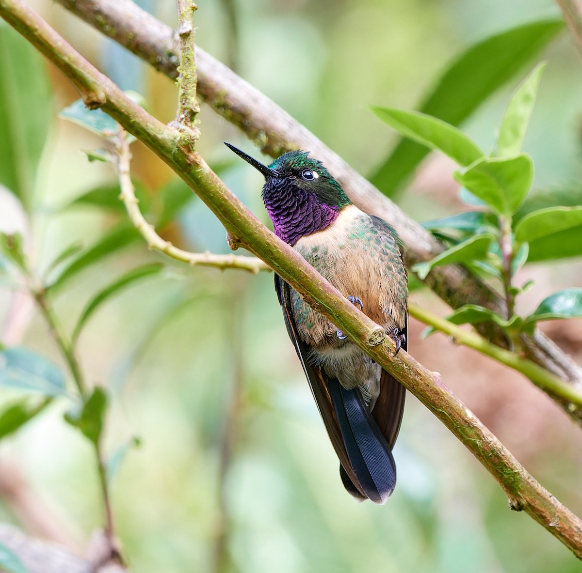 Amethyst-throated Sunangel - ML612835602