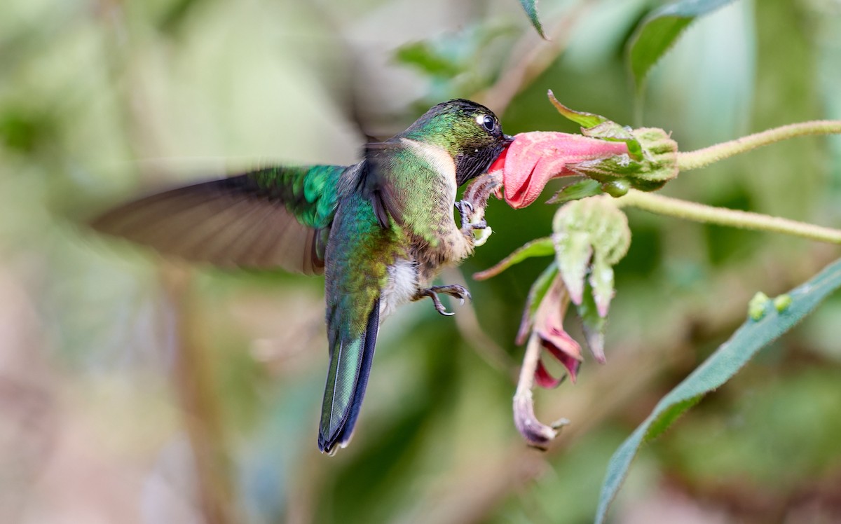 Amethyst-throated Sunangel - ML612835603