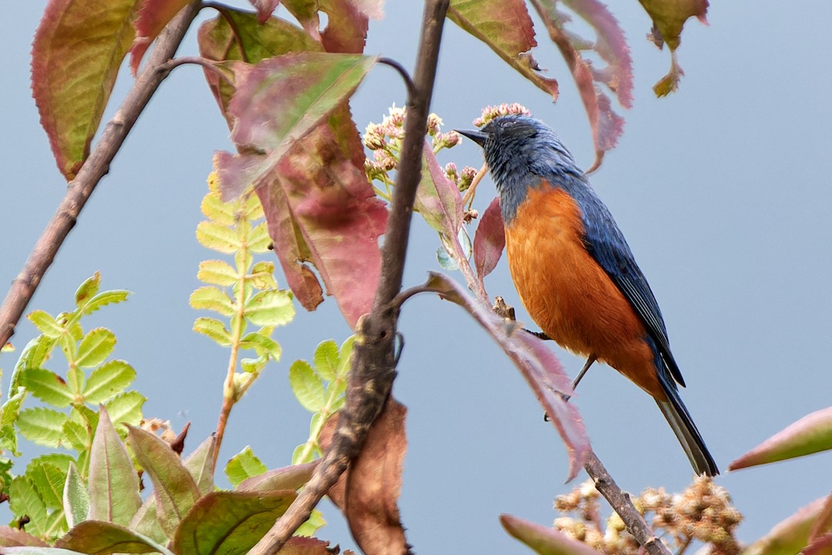 Blue-backed Conebill - ML612835622