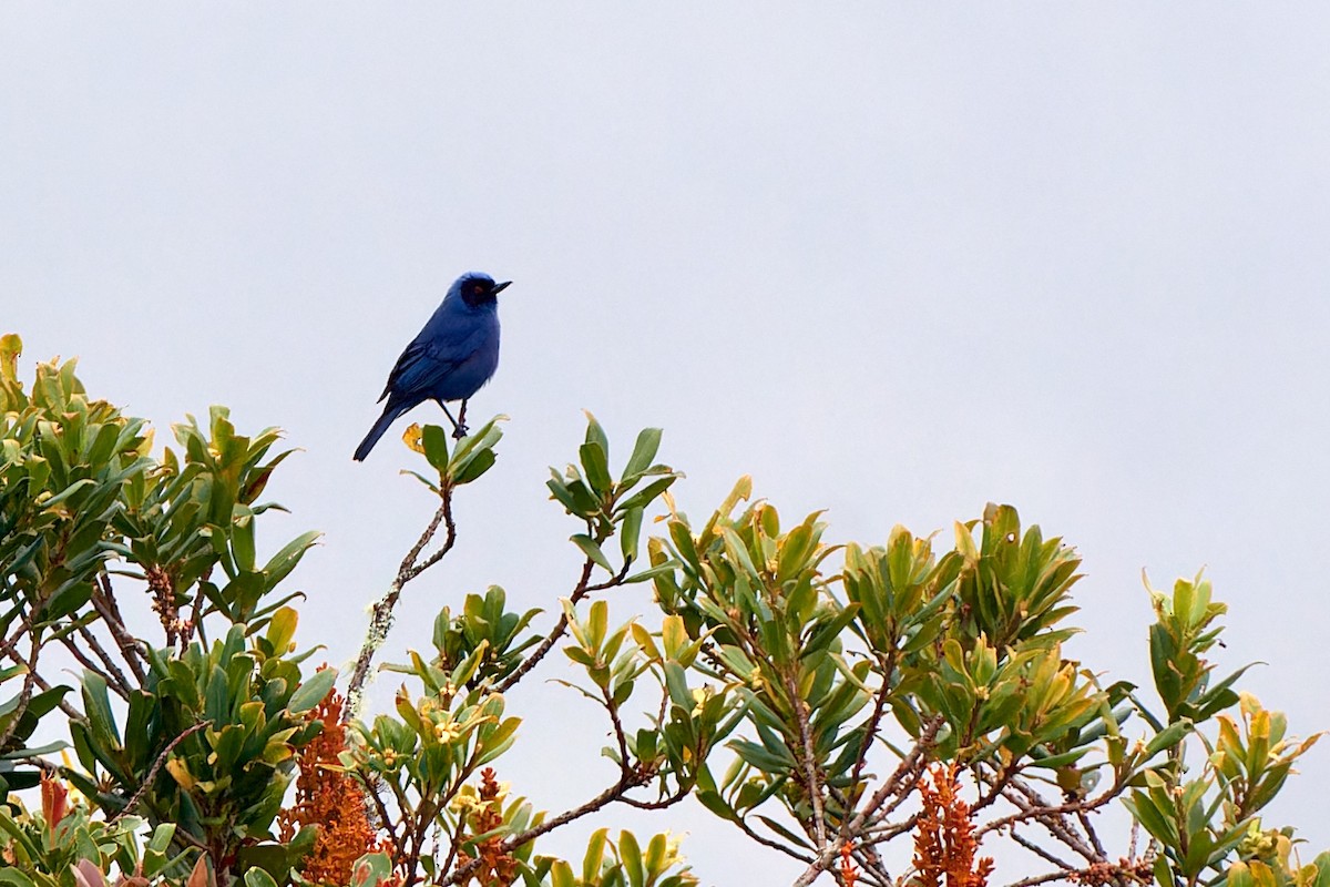 Masked Flowerpiercer - Tomáš Grim