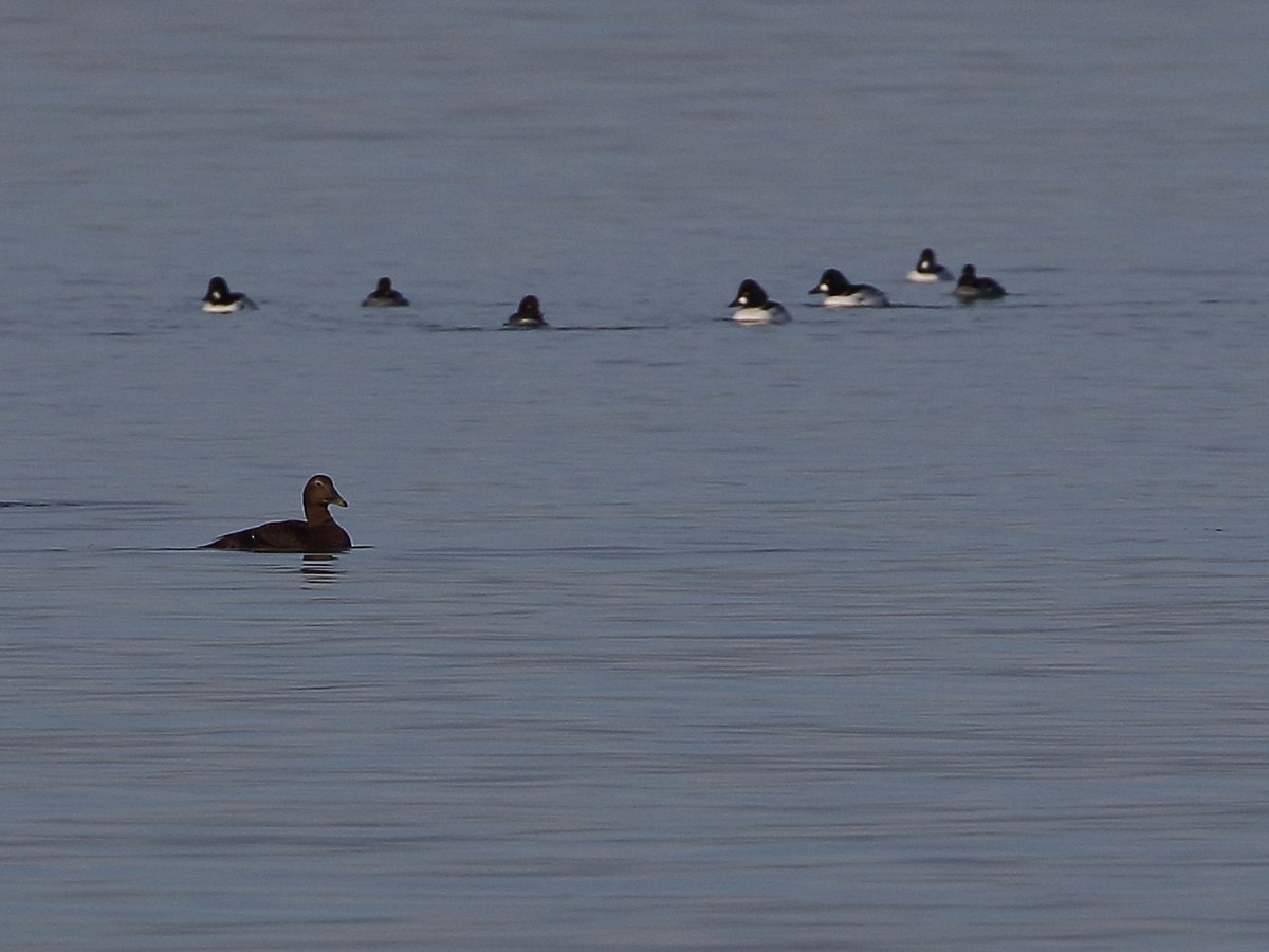 Common Eider - ML612835708