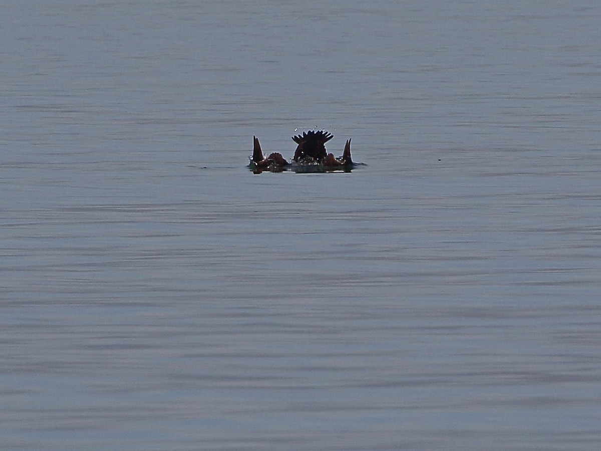 Common Eider - ML612835714