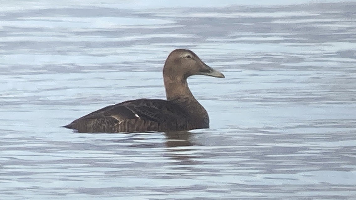 Common Eider - ML612835723