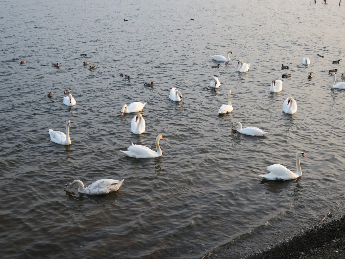 Mute Swan - ML612835735