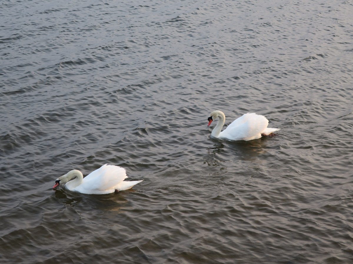 Mute Swan - ML612835736