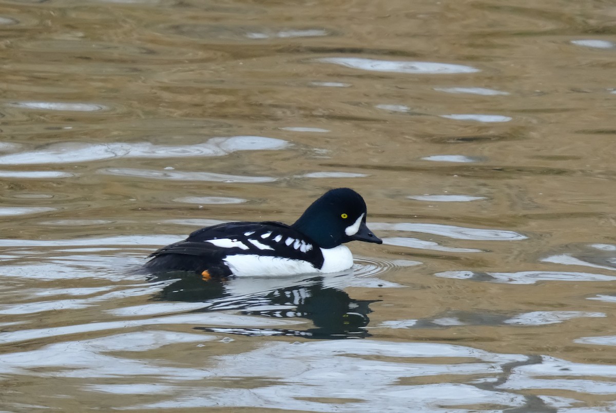 Barrow's Goldeneye - ML612835739