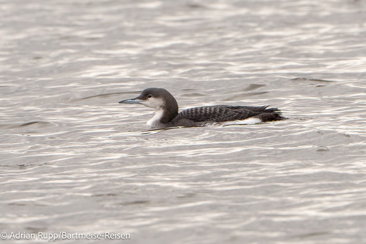 Arctic Loon - ML612835795