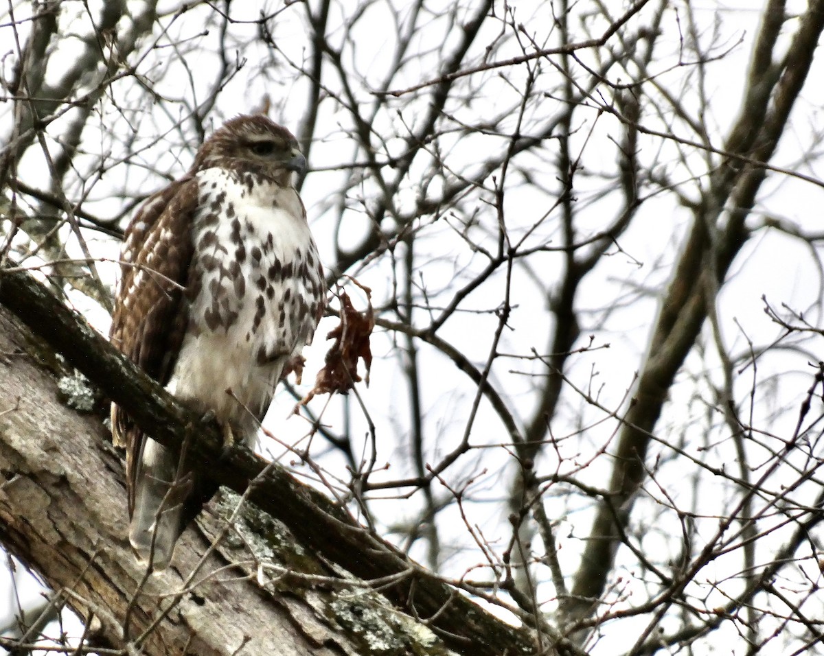 Red-tailed Hawk - ML612835803