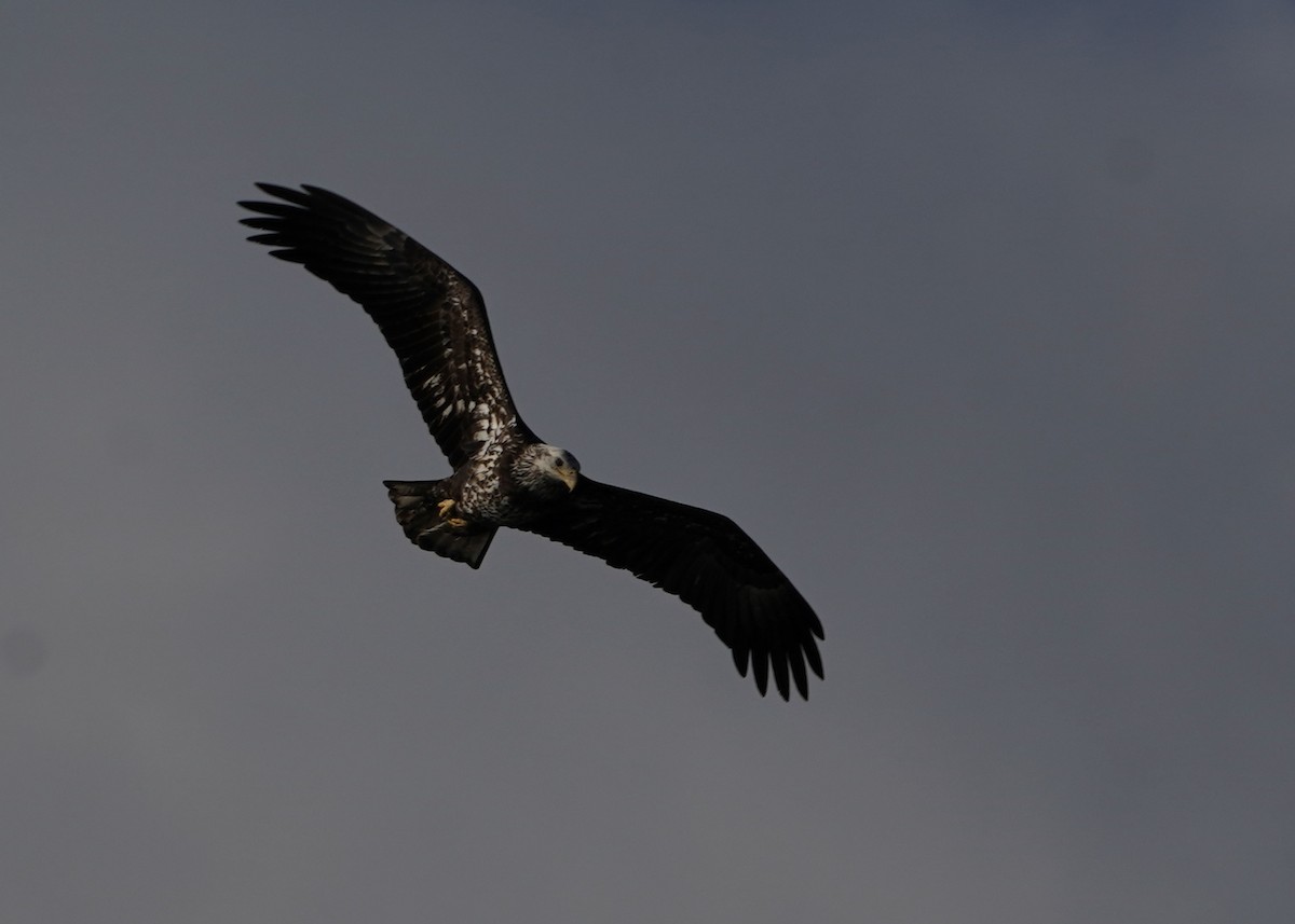 Peregrine Falcon - ML612835823