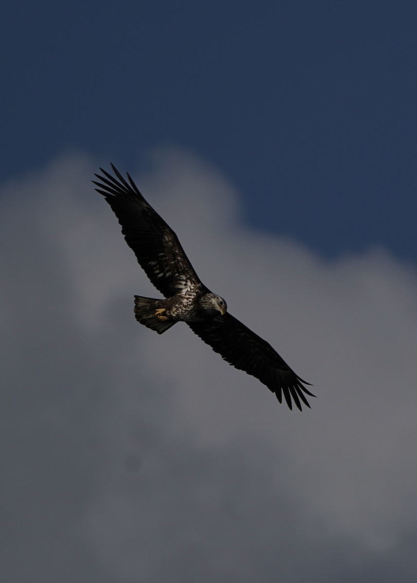 Peregrine Falcon - ML612835824