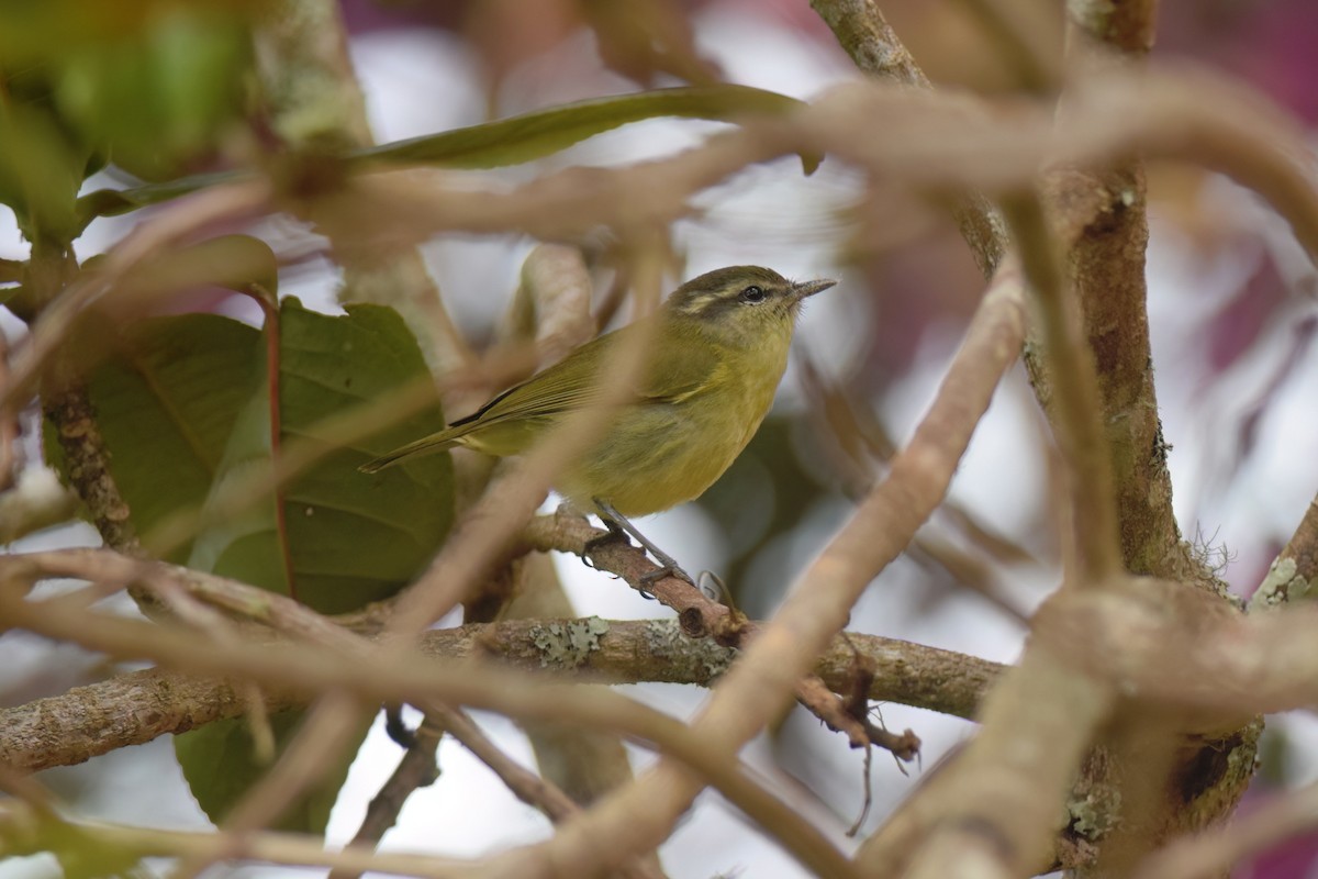 Island Leaf Warbler (New Guinea) - ML612835836