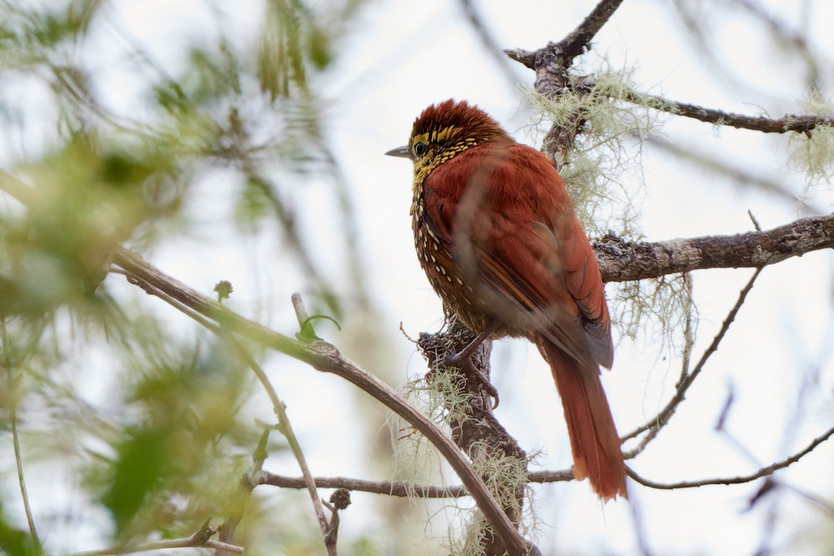 Pearled Treerunner - ML612835843