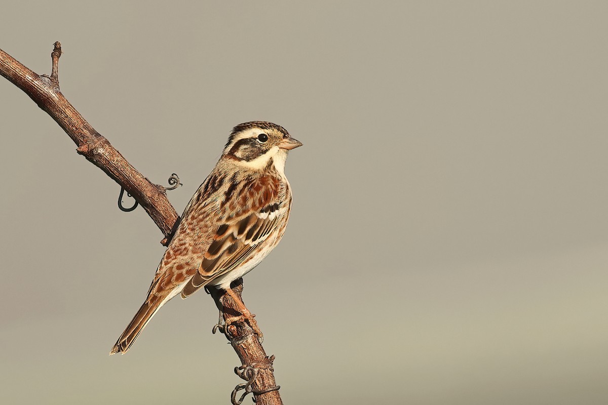 Rustic Bunting - Tiago Guerreiro