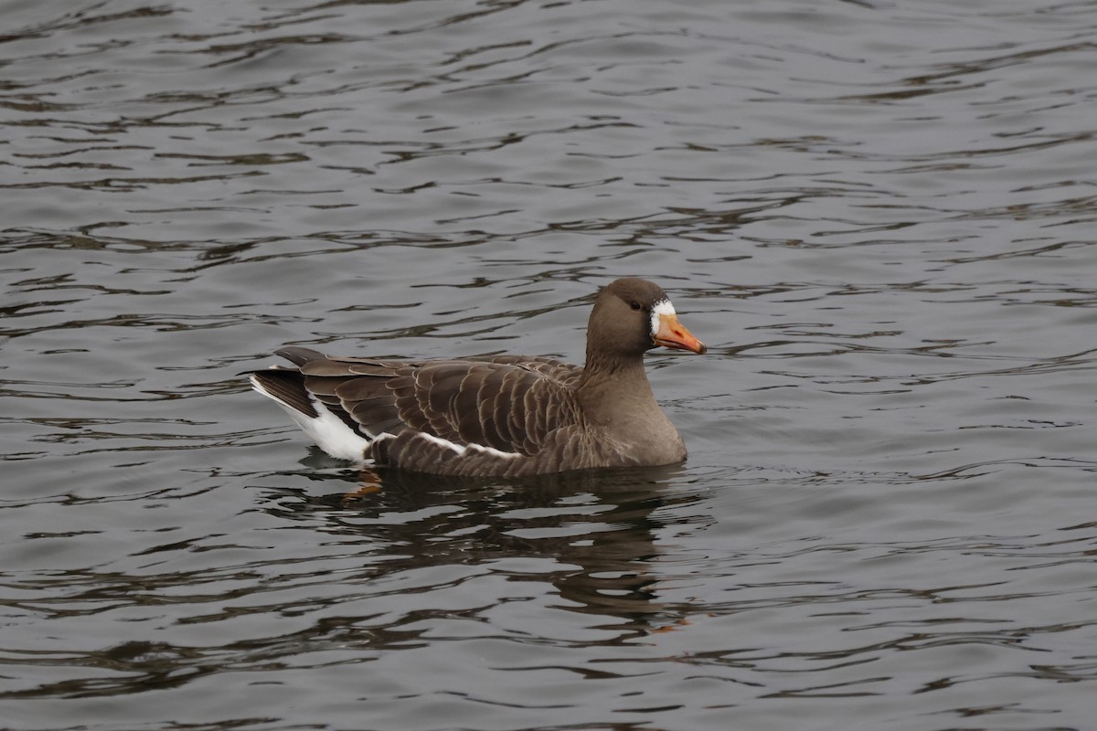 Greater White-fronted Goose - ML612835897