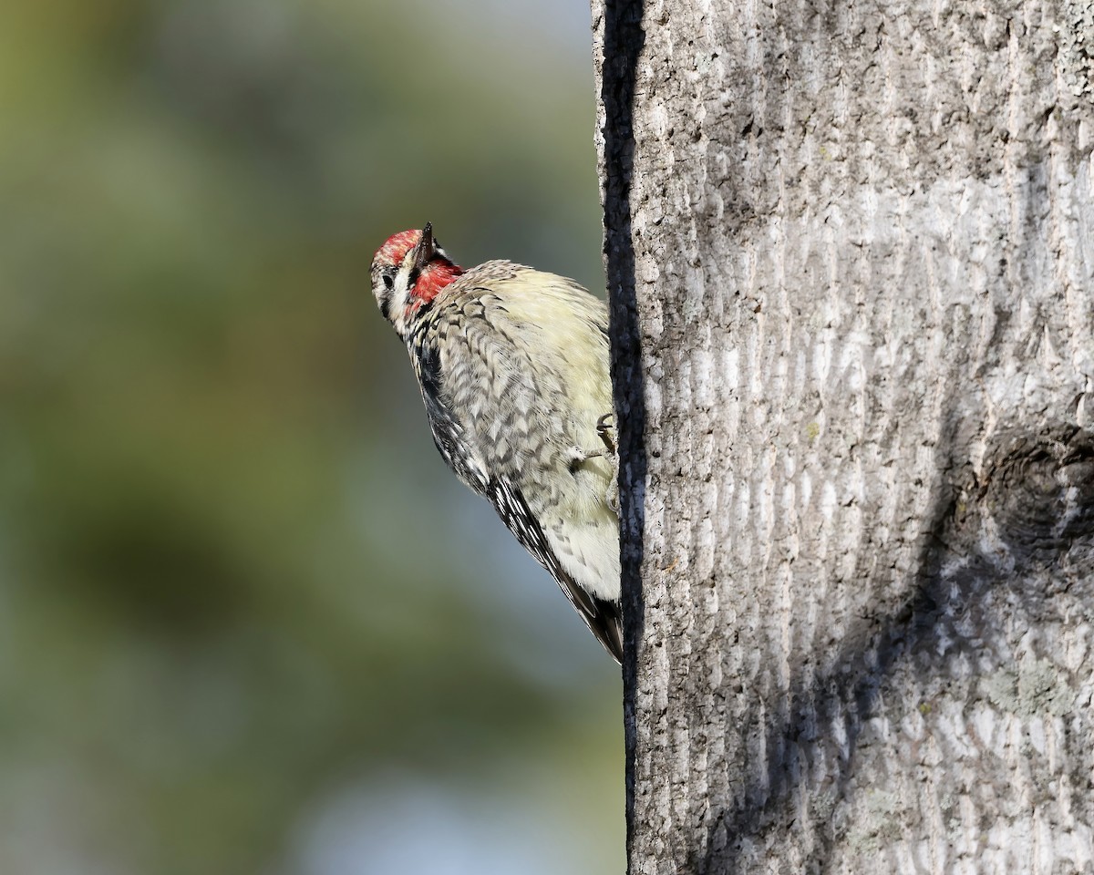 Yellow-bellied Sapsucker - ML612836001