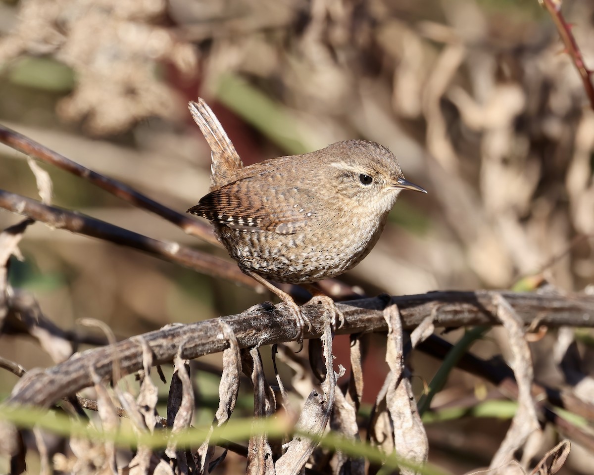 Winter Wren - ML612836004