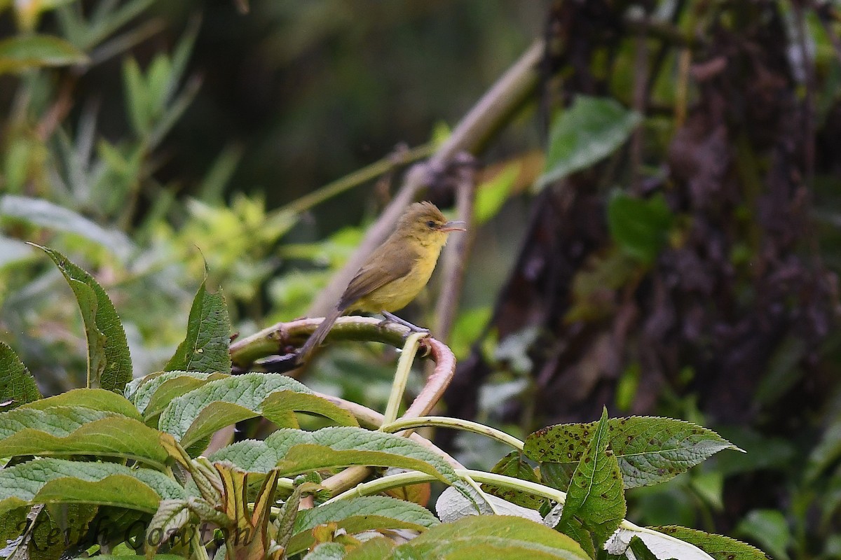 Mountain Yellow-Warbler - Keith Cowton