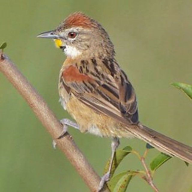 Chotoy Spinetail - Júlio César Machado