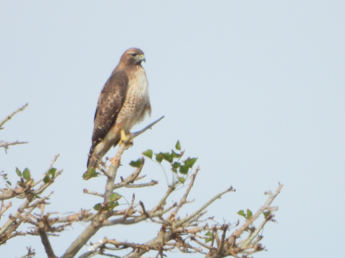 Red-tailed Hawk - ML612836017