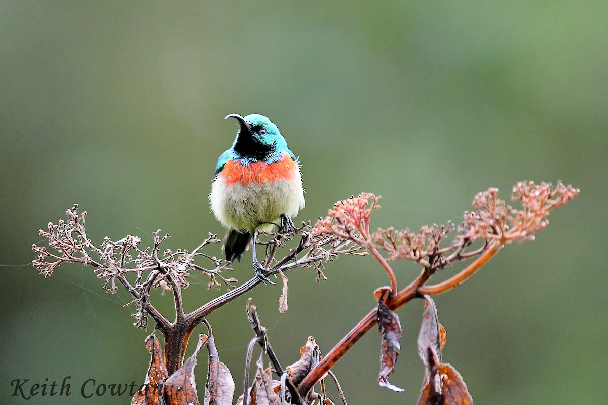 Eastern Double-collared Sunbird - ML612836055