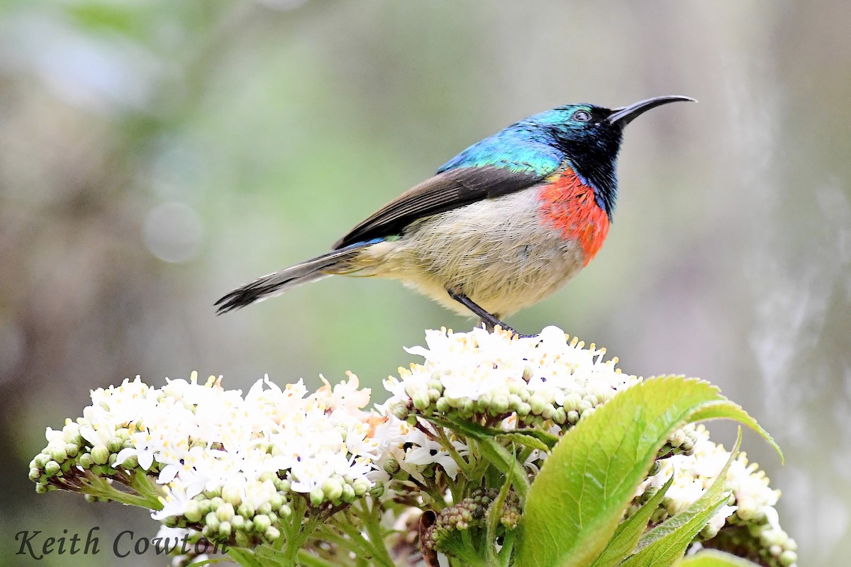 Eastern Double-collared Sunbird - ML612836084