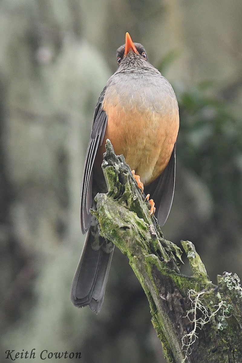 Abyssinian Thrush - ML612836120