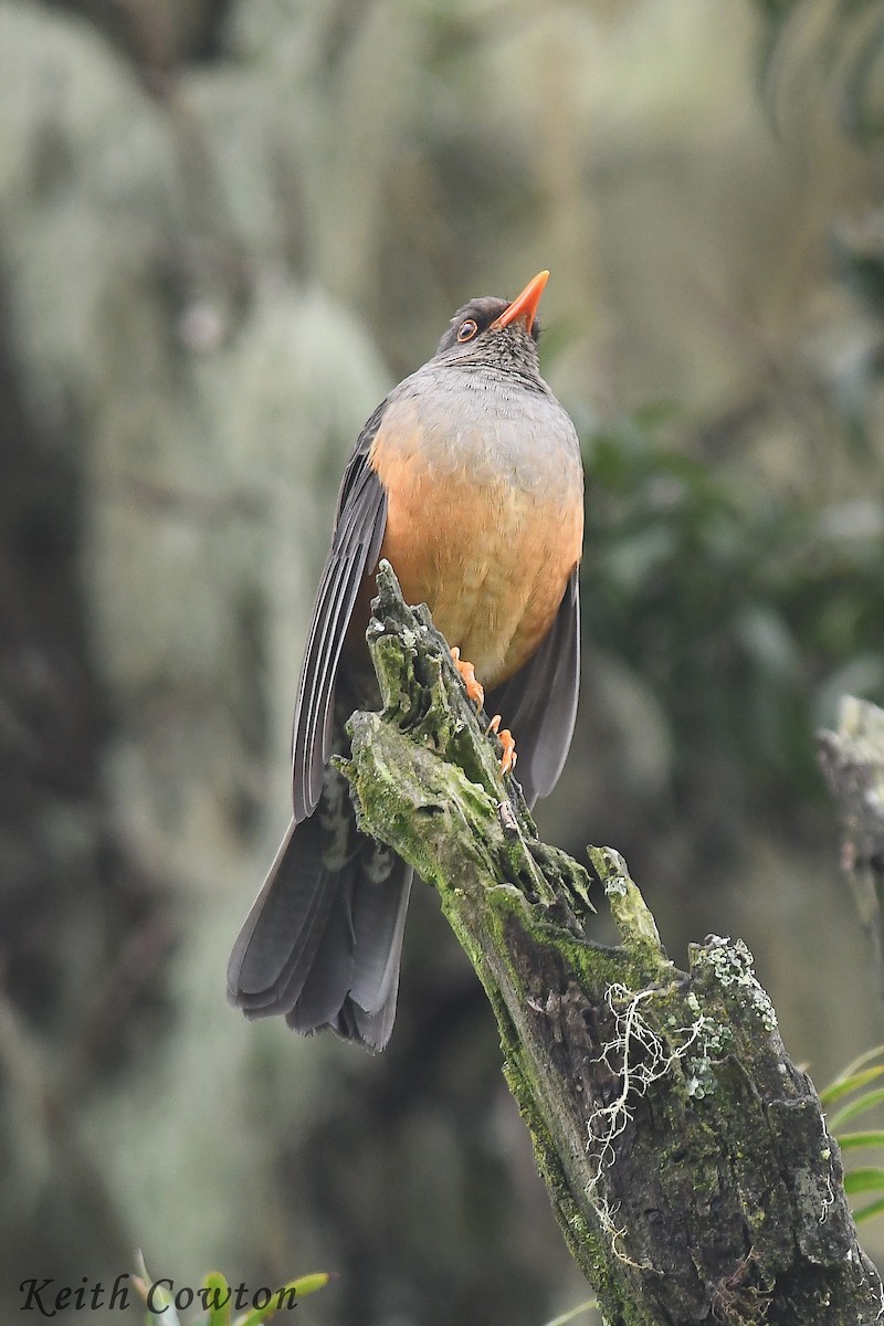 Abyssinian Thrush - ML612836121